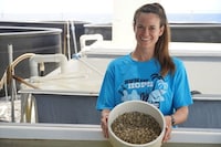 Hybrid Shellfish Seed Programs Image 1