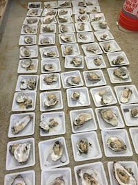 Hybrid Shellfish Seed Programs Image 2