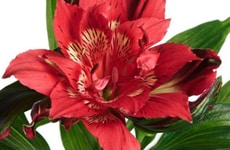 Ornate Freshness-Optimized Flowers