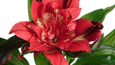 Ornate Freshness-Optimized Flowers