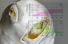 Mycelium-Inspired Engineered Living Materials