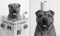 AI Pet Portrait Tools