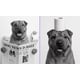 AI Pet Portrait Tools Image 1