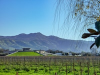 Drought-Tolerant Rooftop Landscapes Image 1