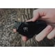 Survivalist Campsite Lighter Designs Image 4
