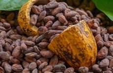 Cocoa-Based Wellness Ingredient