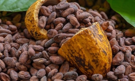Cocoa-Based Wellness Ingredient