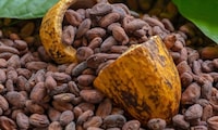 Cocoa-Based Wellness Ingredient