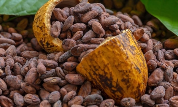 Cocoa-Based Wellness Ingredient