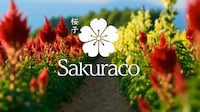 Spring-Themed Japanese Snack Boxes Image 4