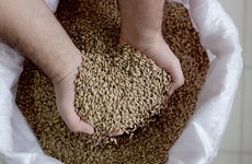 Fermented Malt Cocoa Alternatives