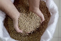 Fermented Malt Cocoa Alternatives Image 1