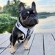 Cooling Dog Harnesses Image 2