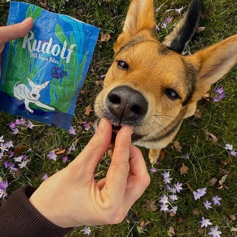 Top 30 Pets Trends in June