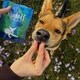 Top 30 Pets Trends in June Image 1
