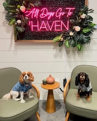 Pet-Inclusive Dining