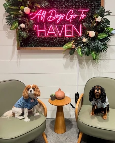 Pet-Inclusive Dining