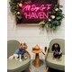 Pet-Inclusive Dining Image 1