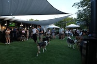 Pet-Inclusive Dining Image 2
