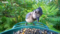 Smart Bird Watching Devices Image 4
