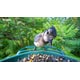 Smart Bird Watching Devices Image 4