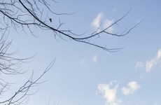 Butterfly-Roof ADUs