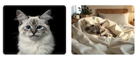 Pet Portrait Tools Image 1