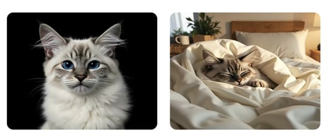 Pet Portrait Tools