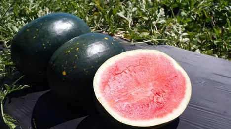 Exclusive Seedless Watermelons
