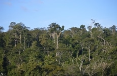 Forest Restoration Funds
