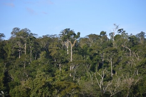 Forest Restoration Funds