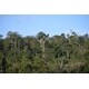 Forest Restoration Funds Image 1