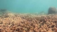 Coral Reef Restoration Programs Image 1