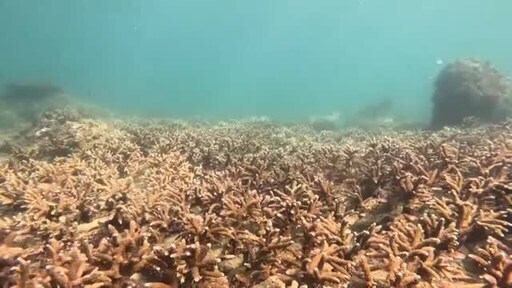 Coral Reef Restoration Programs