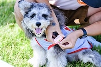 AI-Powered Pet-Specific Smartphones Image 1