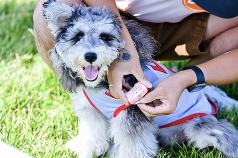 AI-Powered Pet-Specific Smartphones