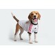 Dog-Friendly Soccer Jerseys Image 1