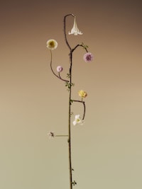 Floral Artist-Informed Lighting Capsules Image 4