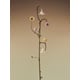Floral Artist-Informed Lighting Capsules Image 4