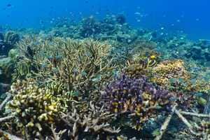 Urgent Coral Restoration Initiatives Article Thubnail