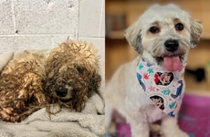 Adoption-Promoting Dirty Dog Contests