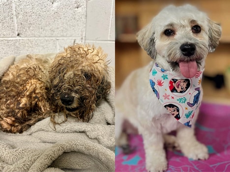 Adoption-Promoting Dirty Dog Contests