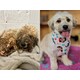 Adoption-Promoting Dirty Dog Contests Image 1