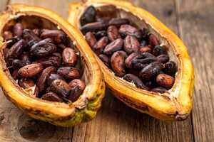 Sustainable Cocoa Milestones Article Thubnail