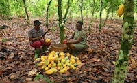 Cocoa Farmer Support Platforms