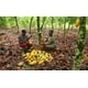 Cocoa Farmer Support Platforms Image 1