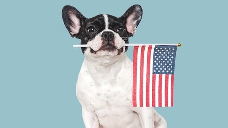 Dog-Friendly Fireworks Experiences