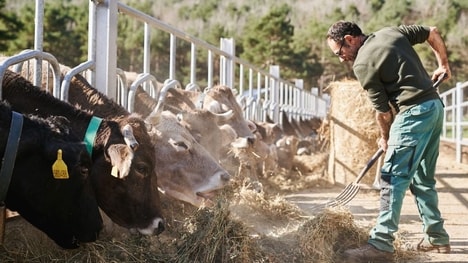 App-Powered Meat Grading Programs
