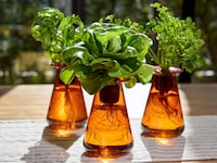 Glass Hydroponic Gardens Image 2