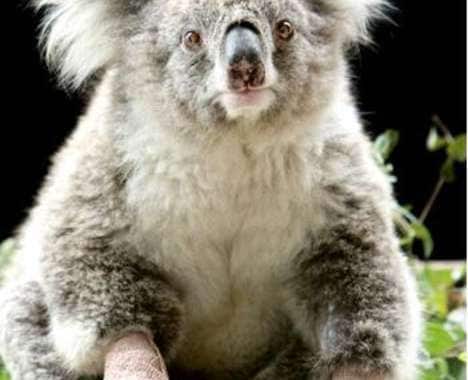 100 Aussie Inspirations